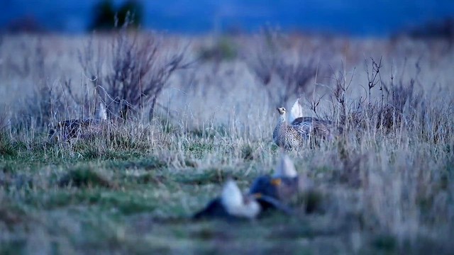 Sharp-tailed Grouse - ML620037132