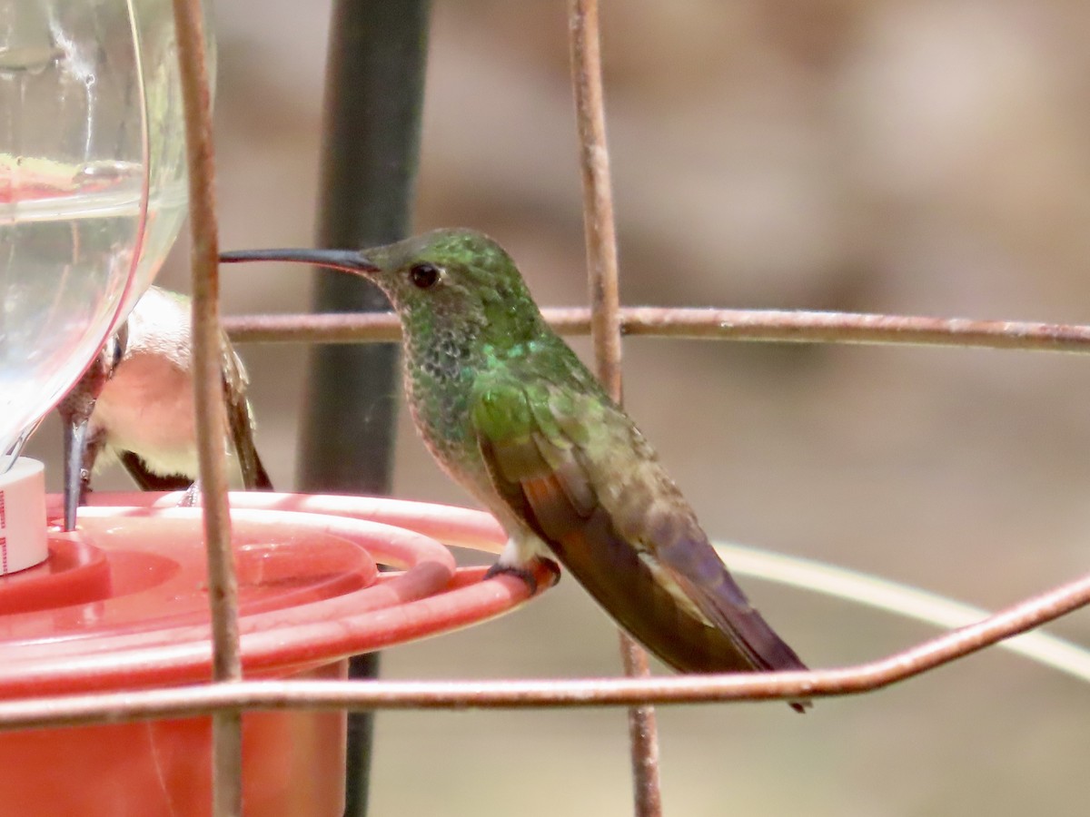 kolibřík mexický - ML620037140