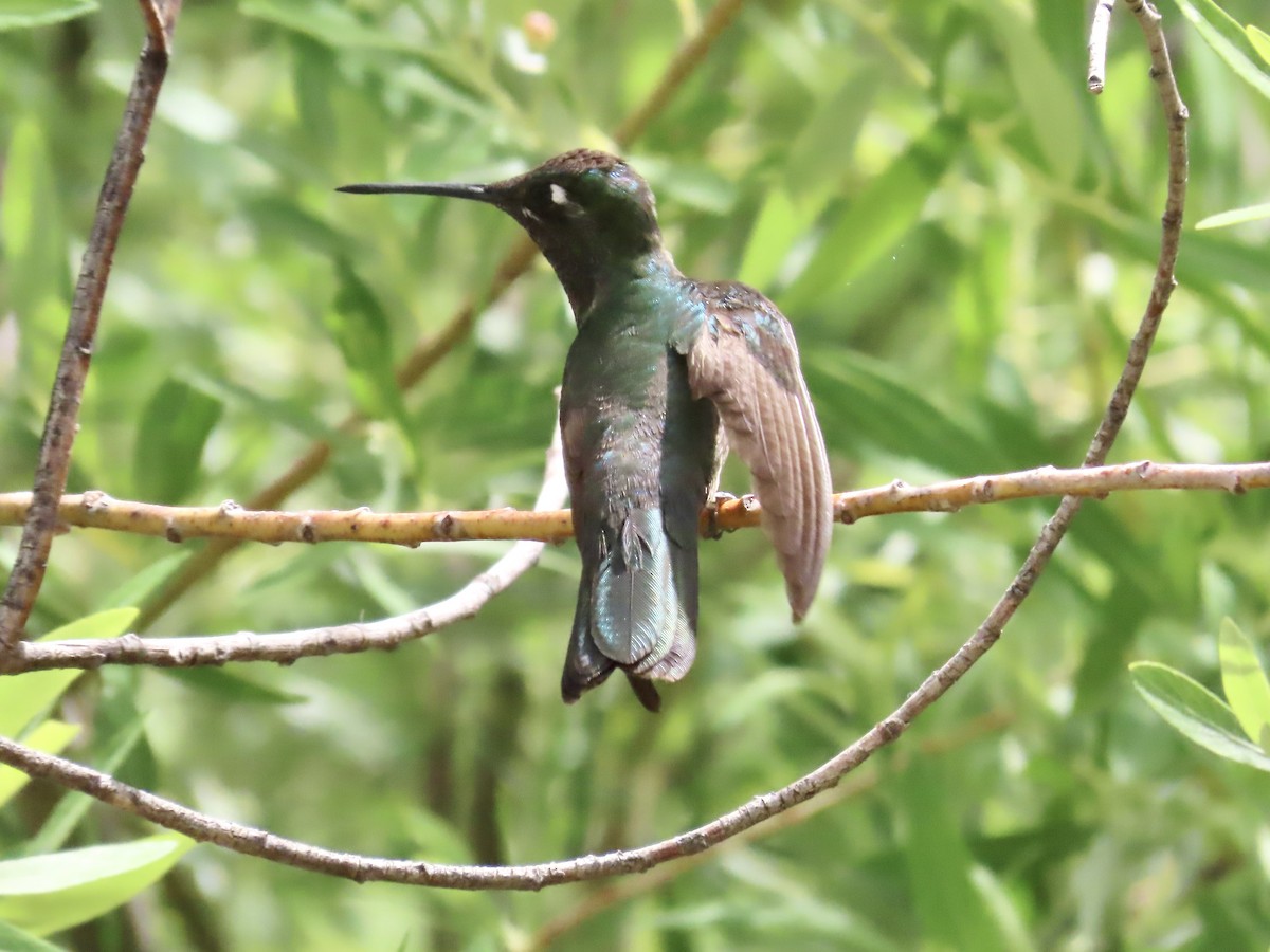 kolibřík mexický - ML620037142