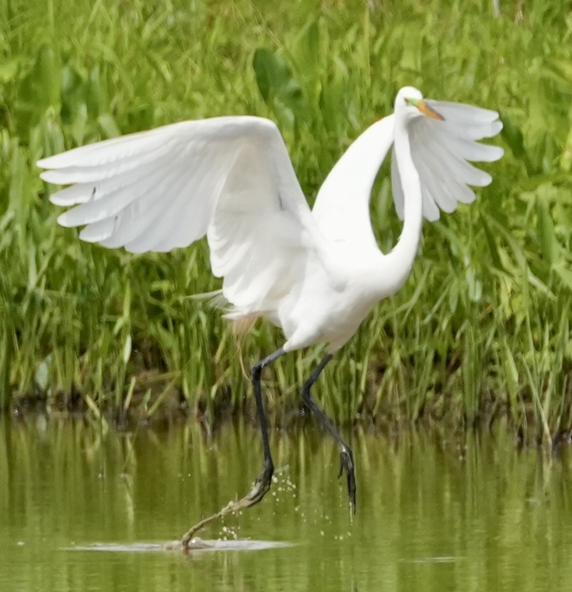 Great Egret - ML620037151