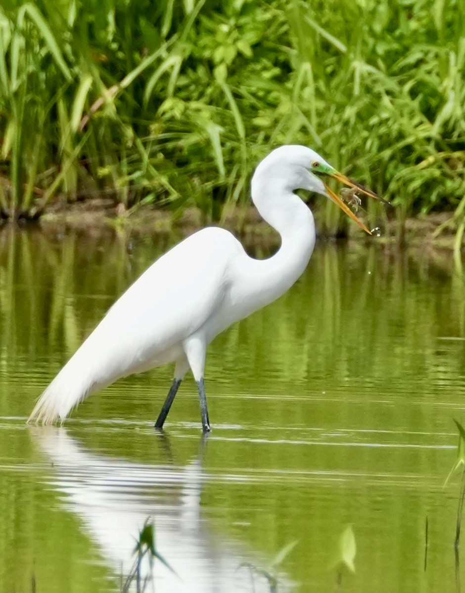 Great Egret - ML620037152