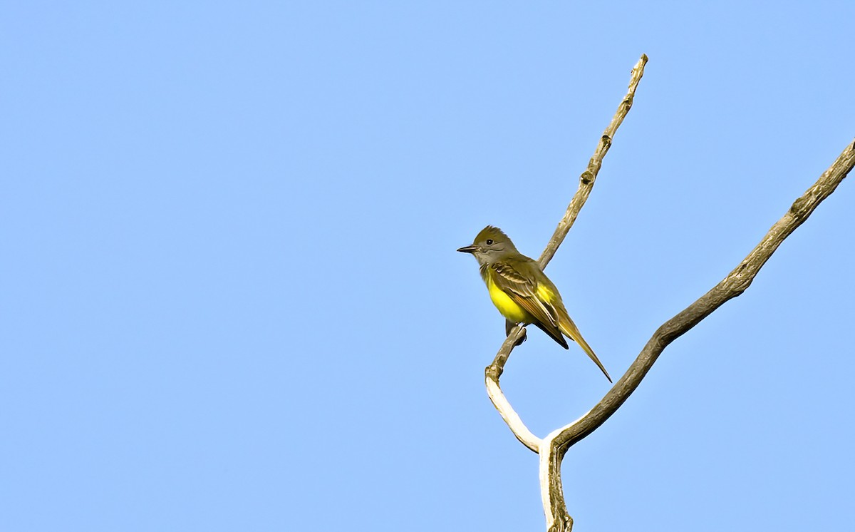 Great Crested Flycatcher - ML620037157