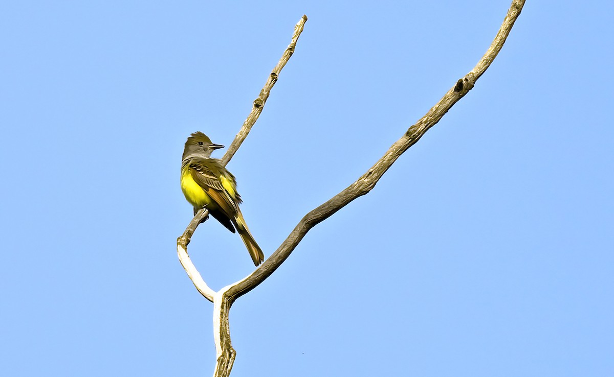 Great Crested Flycatcher - ML620037159