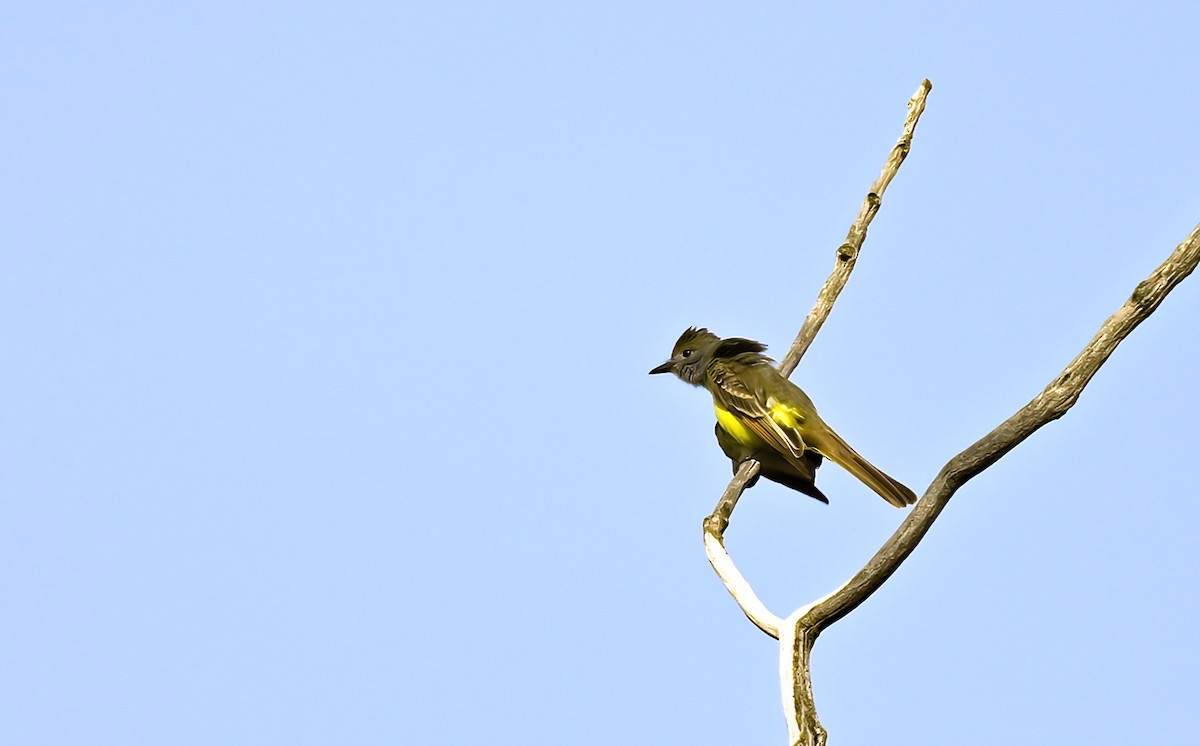 Great Crested Flycatcher - ML620037160