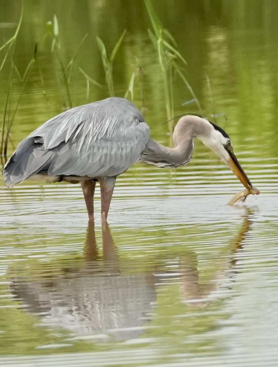 Great Blue Heron - ML620037171