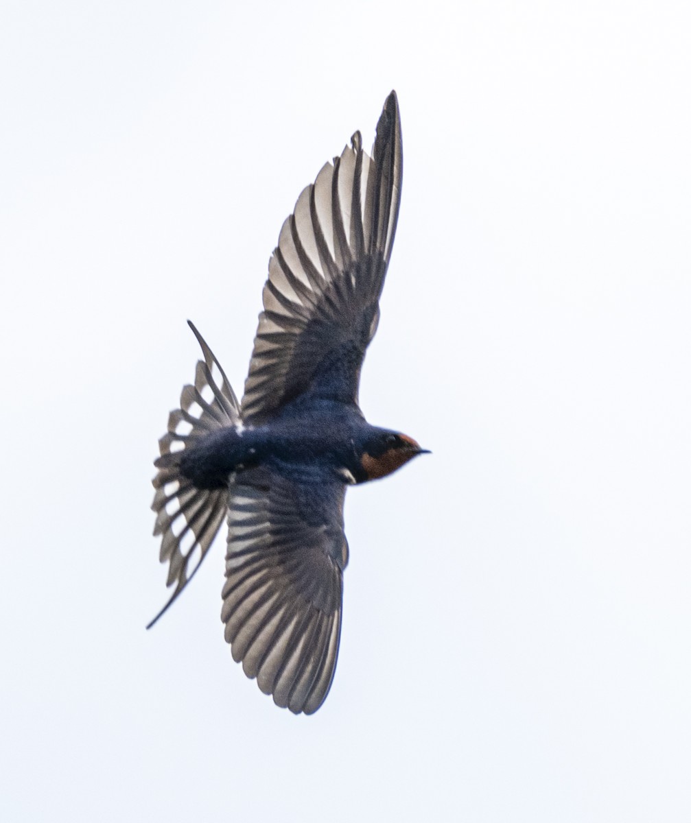 Barn Swallow - ML620037186
