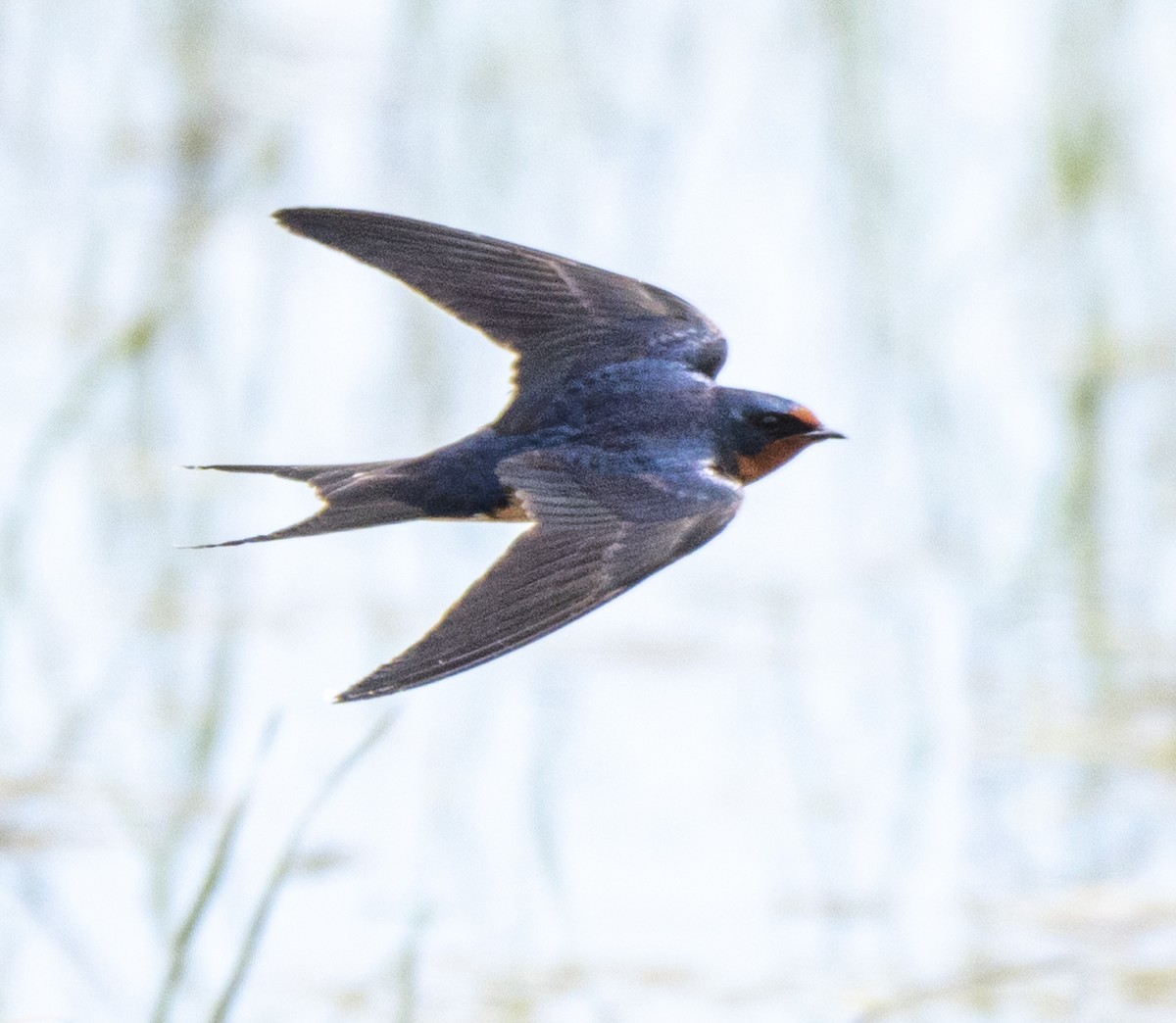 Barn Swallow - ML620037187