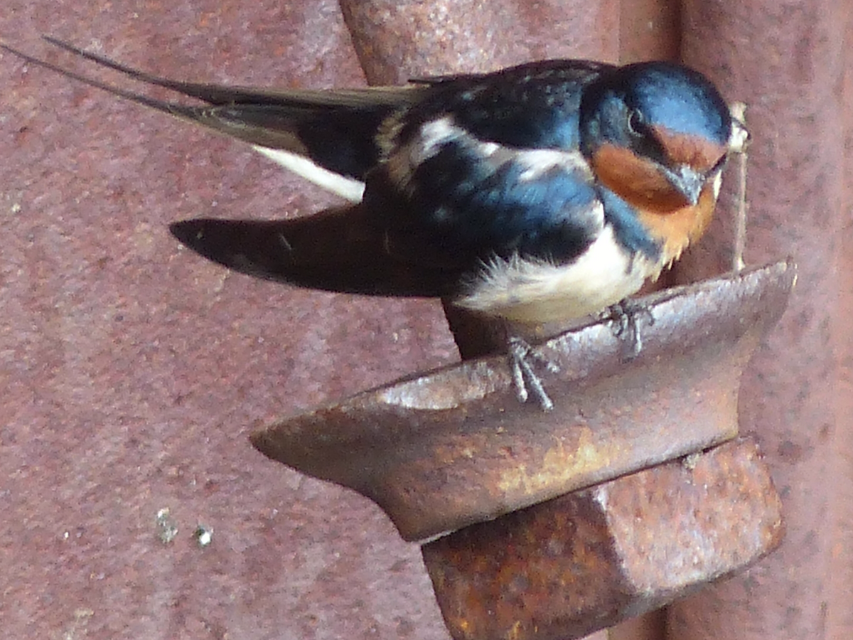Barn Swallow - ML620037189