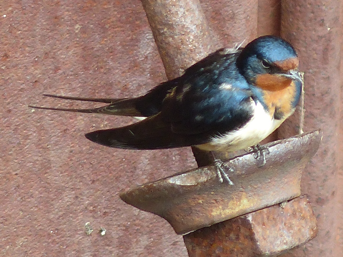 Barn Swallow - ML620037190