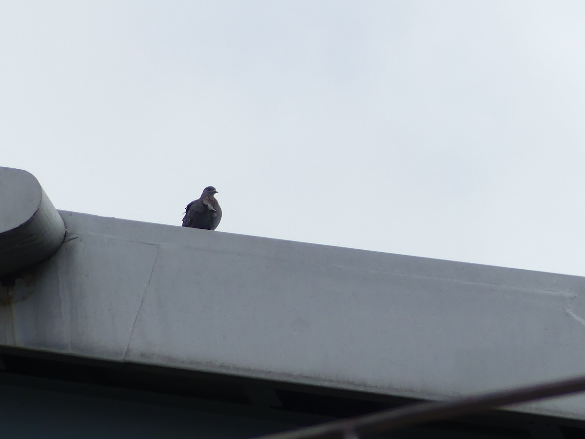 Pigeon roussard - ML620037196