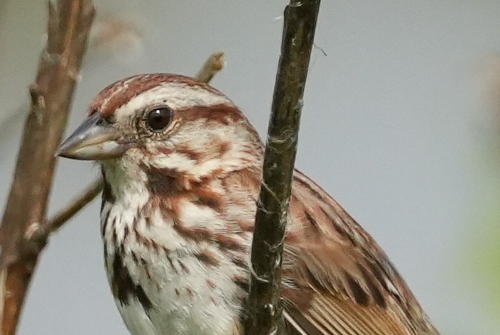 Song Sparrow - ML620037197