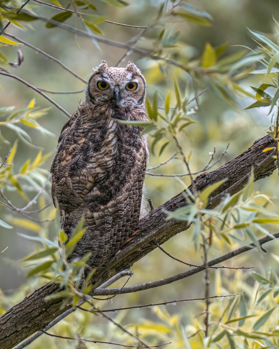 Great Horned Owl - ML620037212