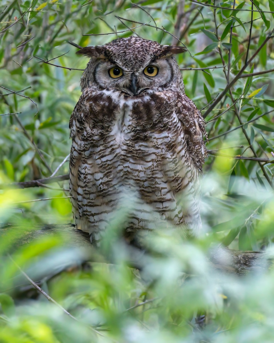 Great Horned Owl - ML620037213