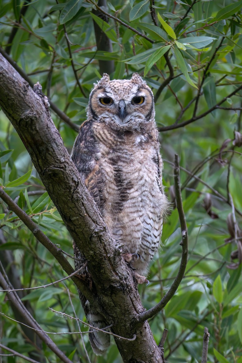 Great Horned Owl - ML620037214