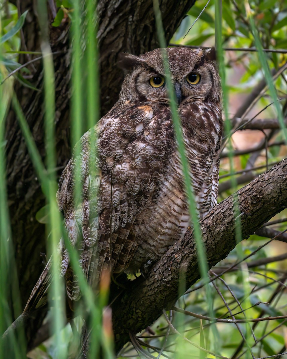 Great Horned Owl - ML620037215