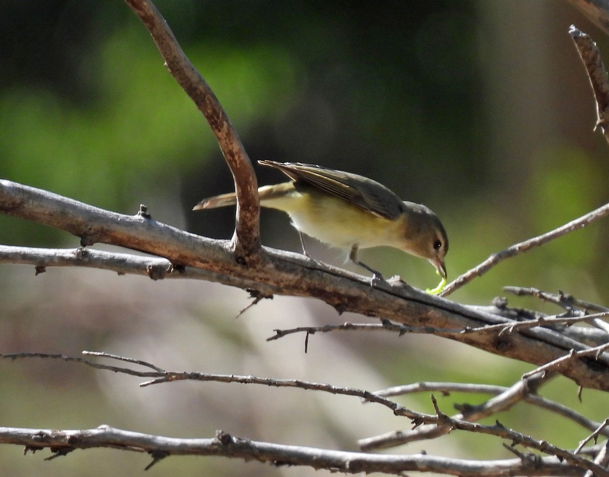 Warbling Vireo - ML620037220