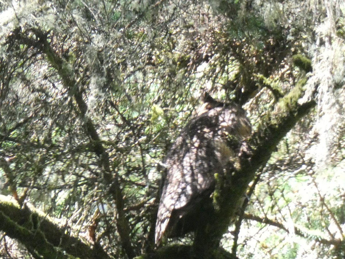 Great Horned Owl - ML620037224