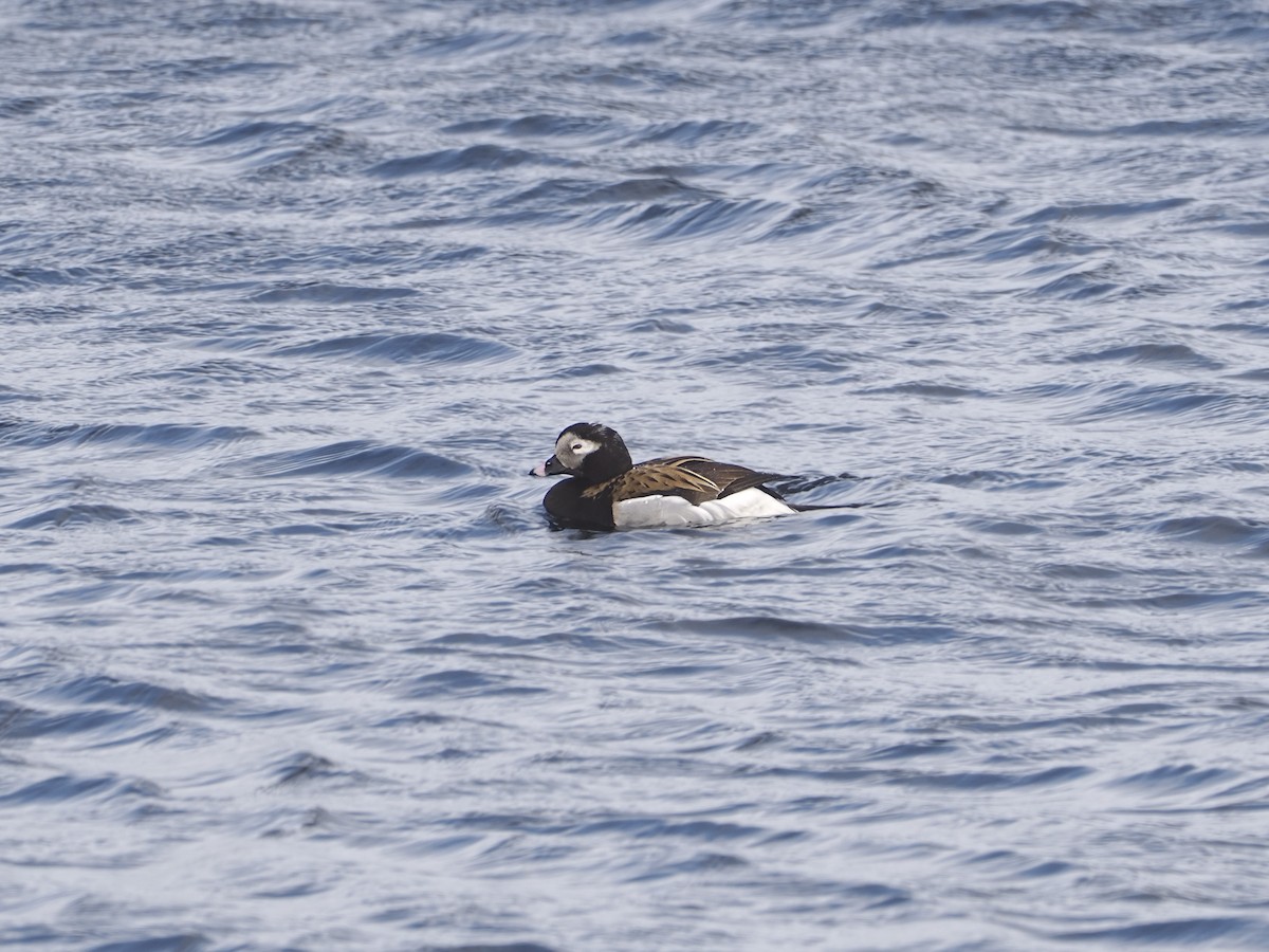 Long-tailed Duck - ML620037245