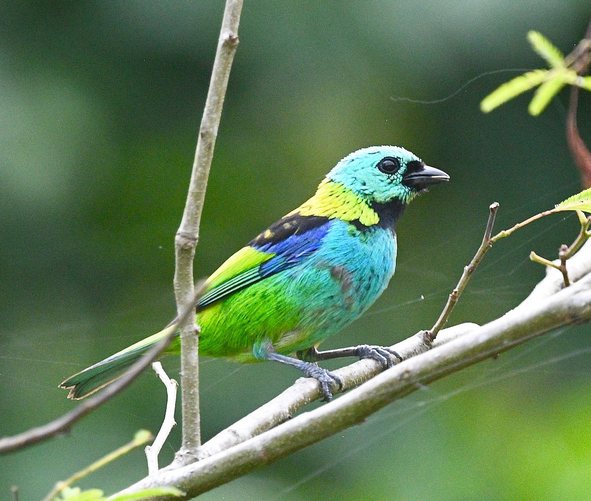 Green-headed Tanager - ML620037249