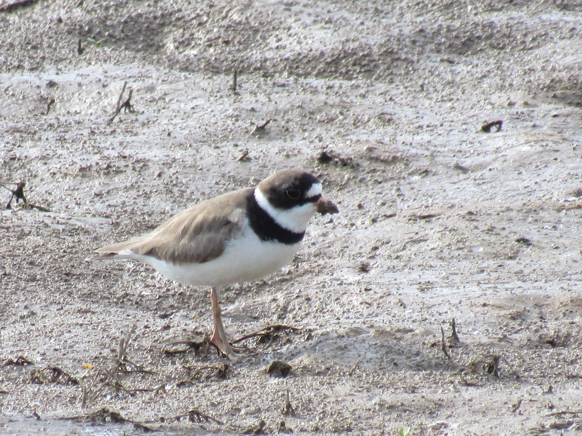 Semipalmated Plover - ML620037254