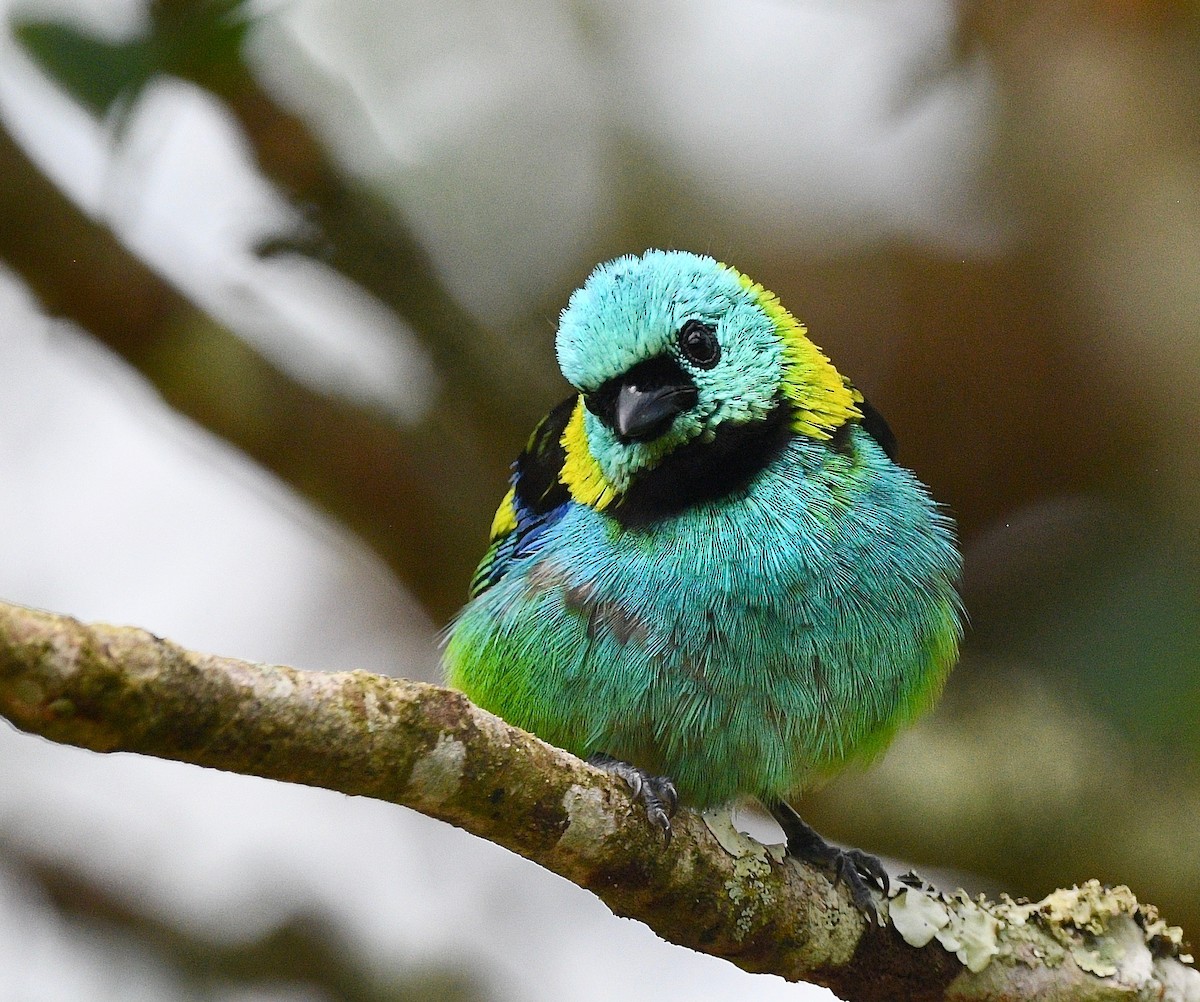Green-headed Tanager - ML620037256