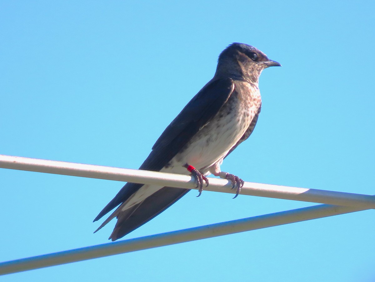 Purple Martin - ML620037265