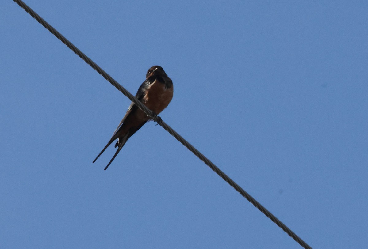 Barn Swallow - ML620037268