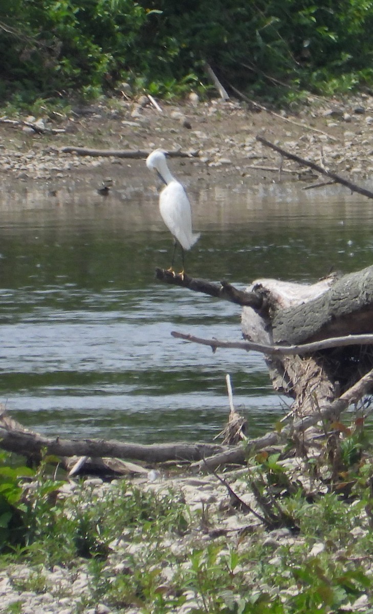 Snowy Egret - ML620037269