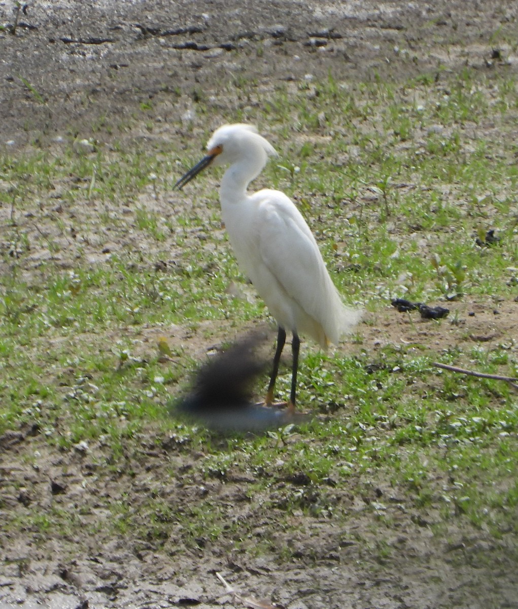 Snowy Egret - ML620037272