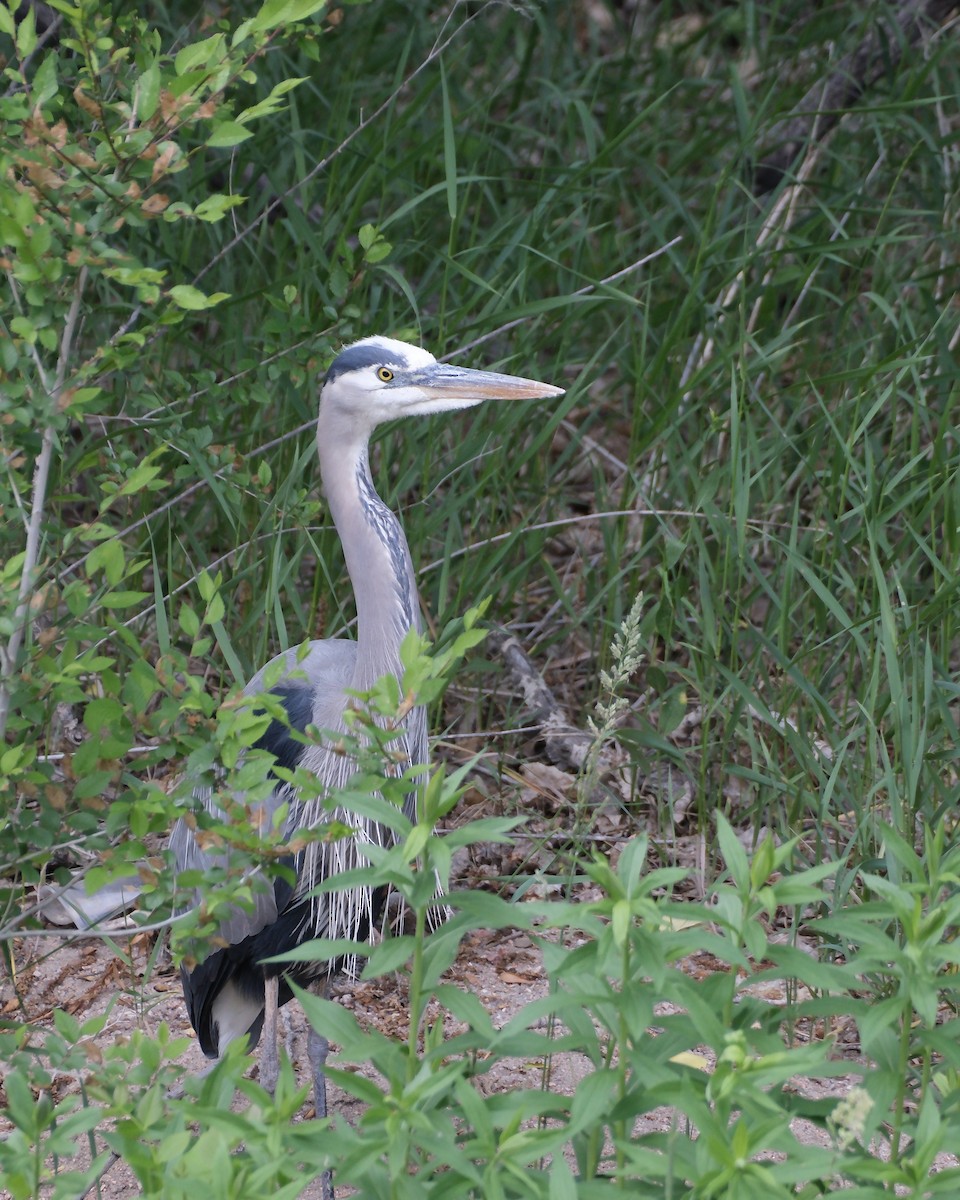 Great Blue Heron - ML620037281