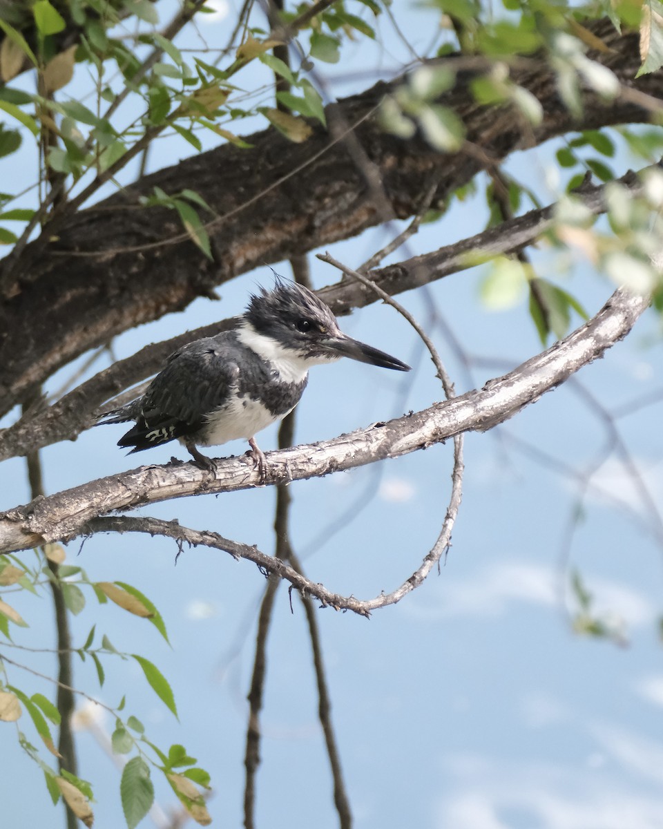 Belted Kingfisher - ML620037286