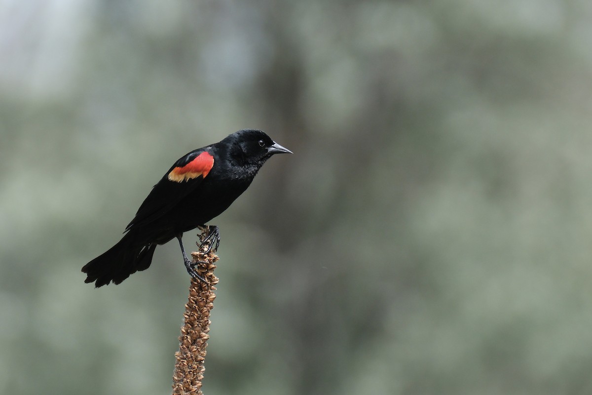 Red-winged Blackbird - ML620037296