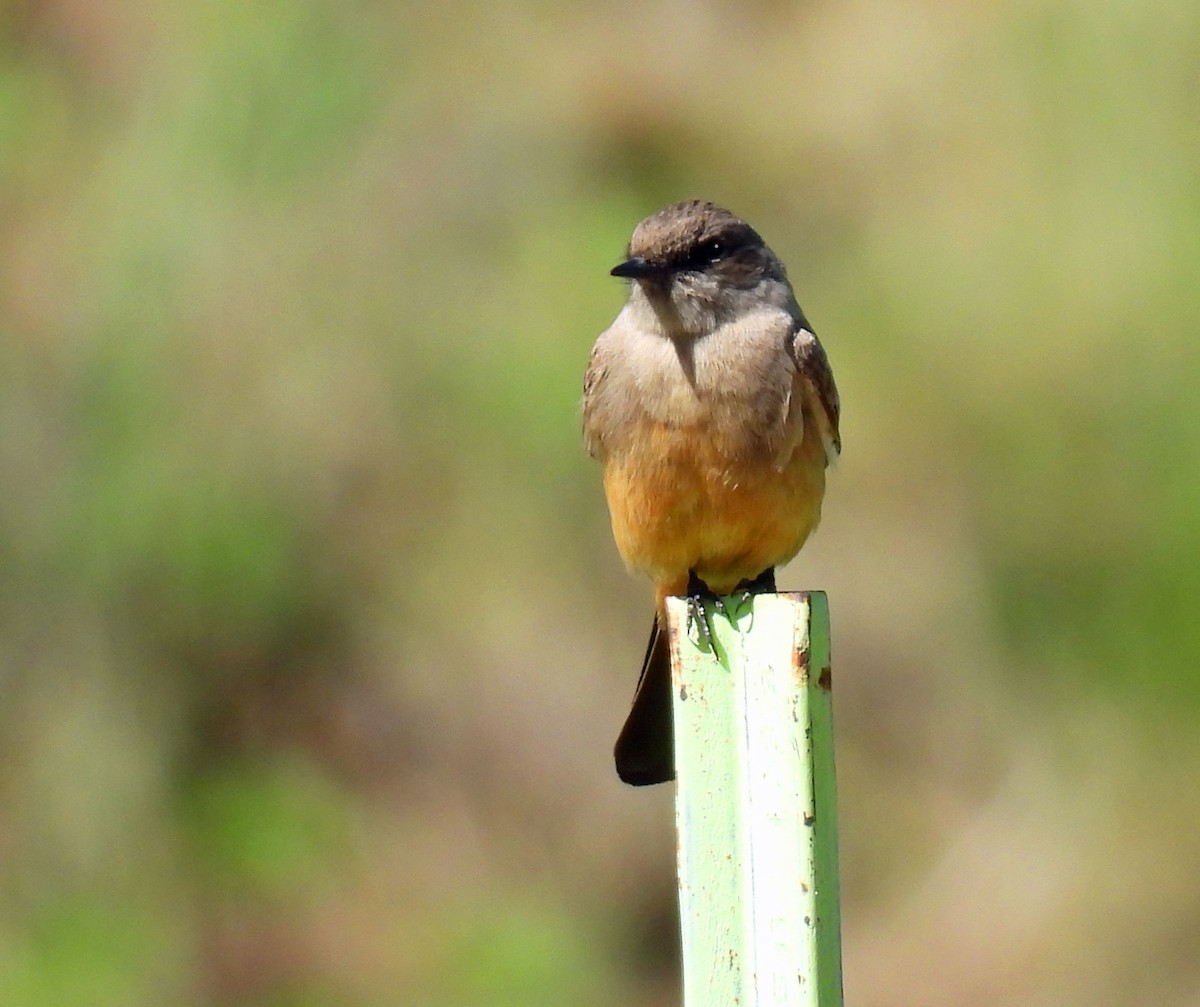 Say's Phoebe - ML620037298