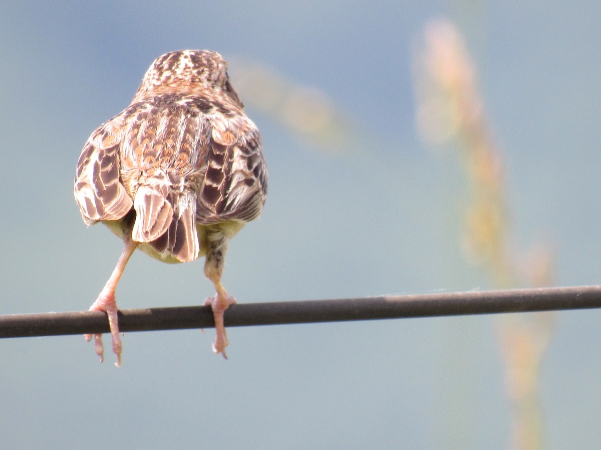 Grasshopper Sparrow - ML620037302
