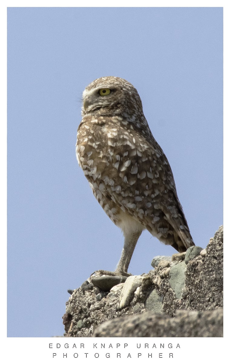 Burrowing Owl - ML620037322
