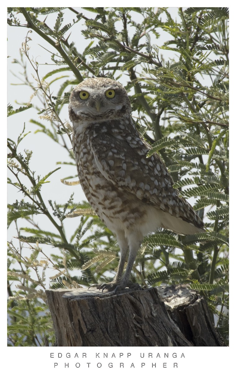 Burrowing Owl - ML620037323