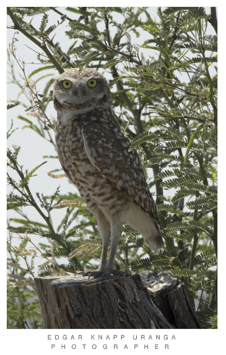 Burrowing Owl - ML620037324