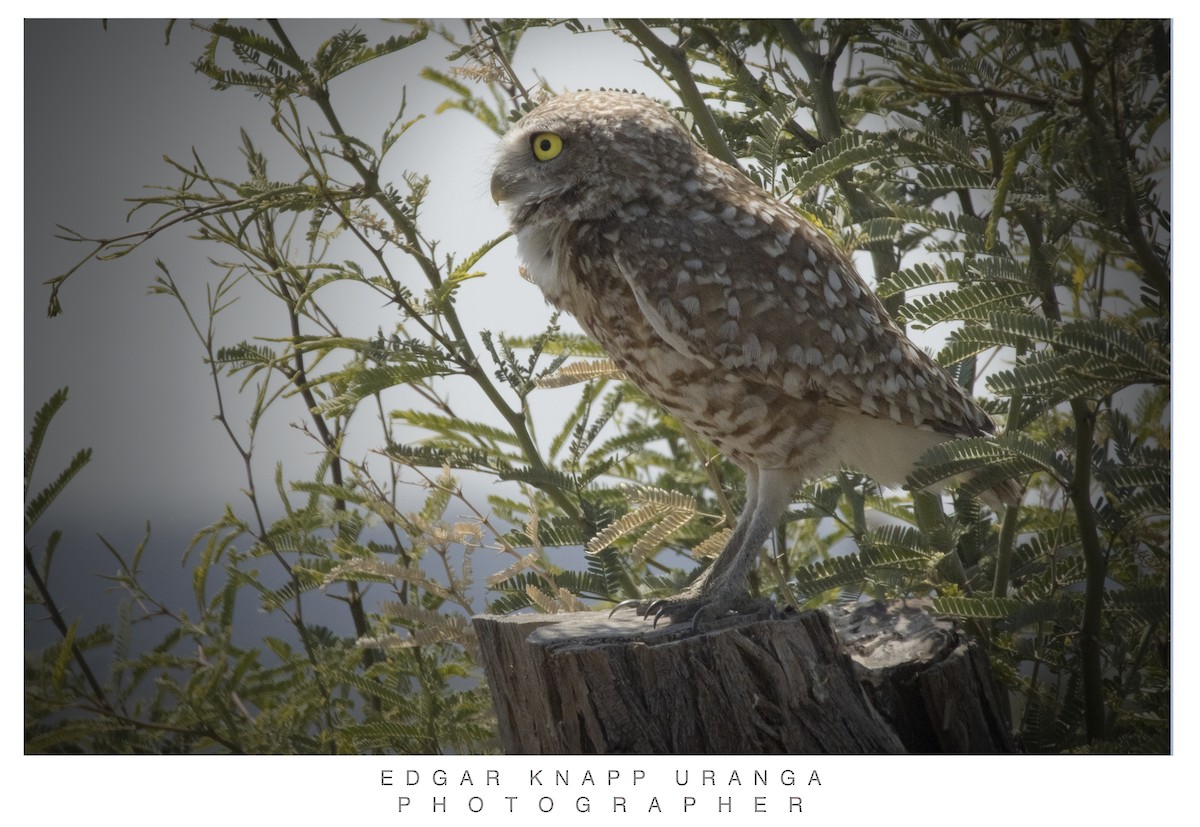 Burrowing Owl - ML620037325