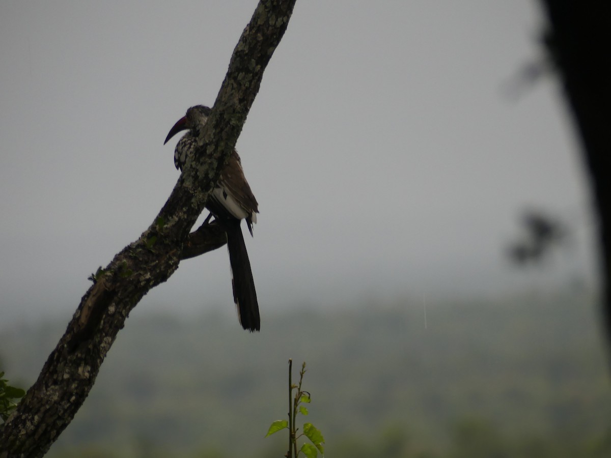 Southern Red-billed Hornbill - ML620037338