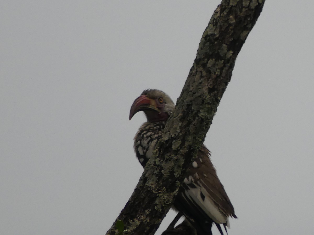 Southern Red-billed Hornbill - ML620037340