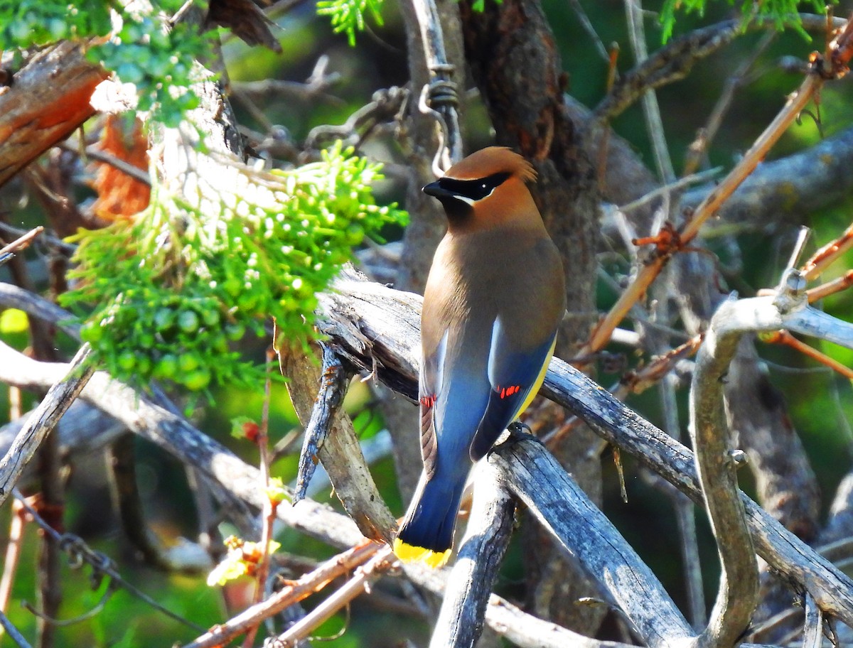 Cedar Waxwing - ML620037341