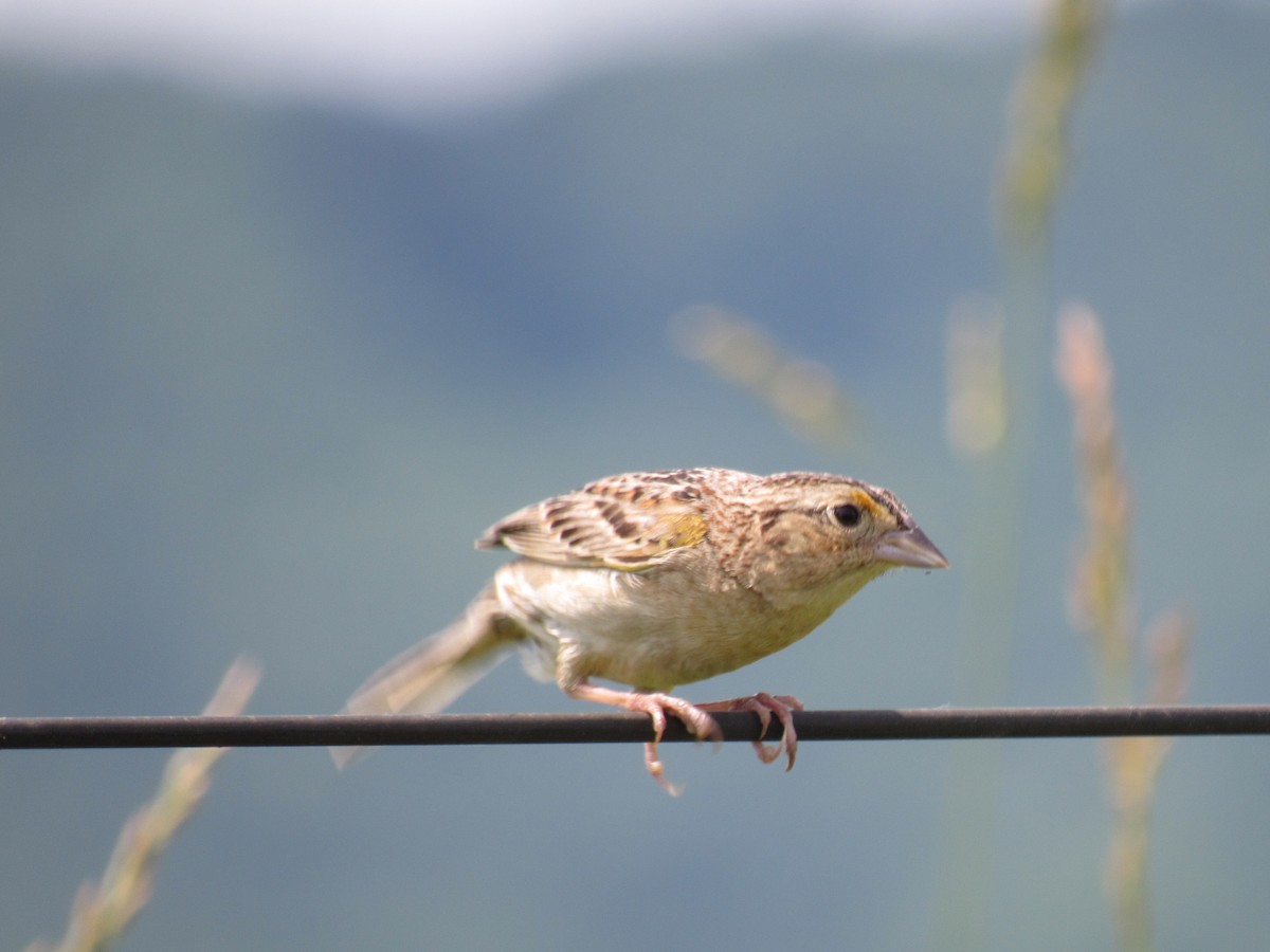 Grasshopper Sparrow - ML620037345