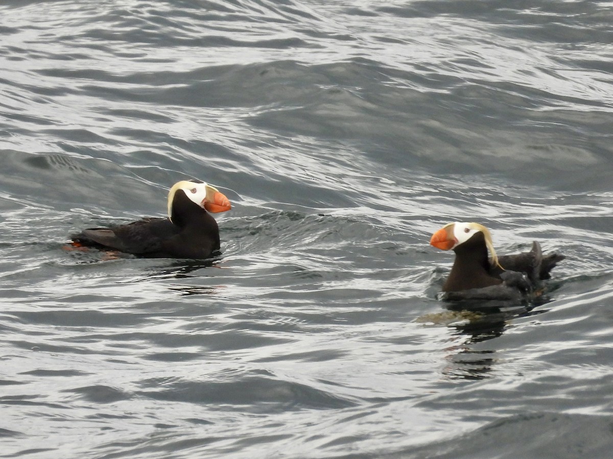 Tufted Puffin - ML620037346