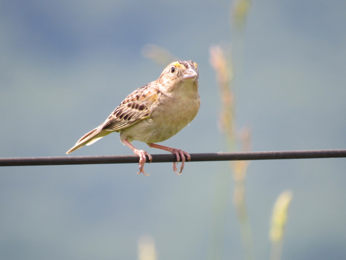 Grasshopper Sparrow - ML620037353