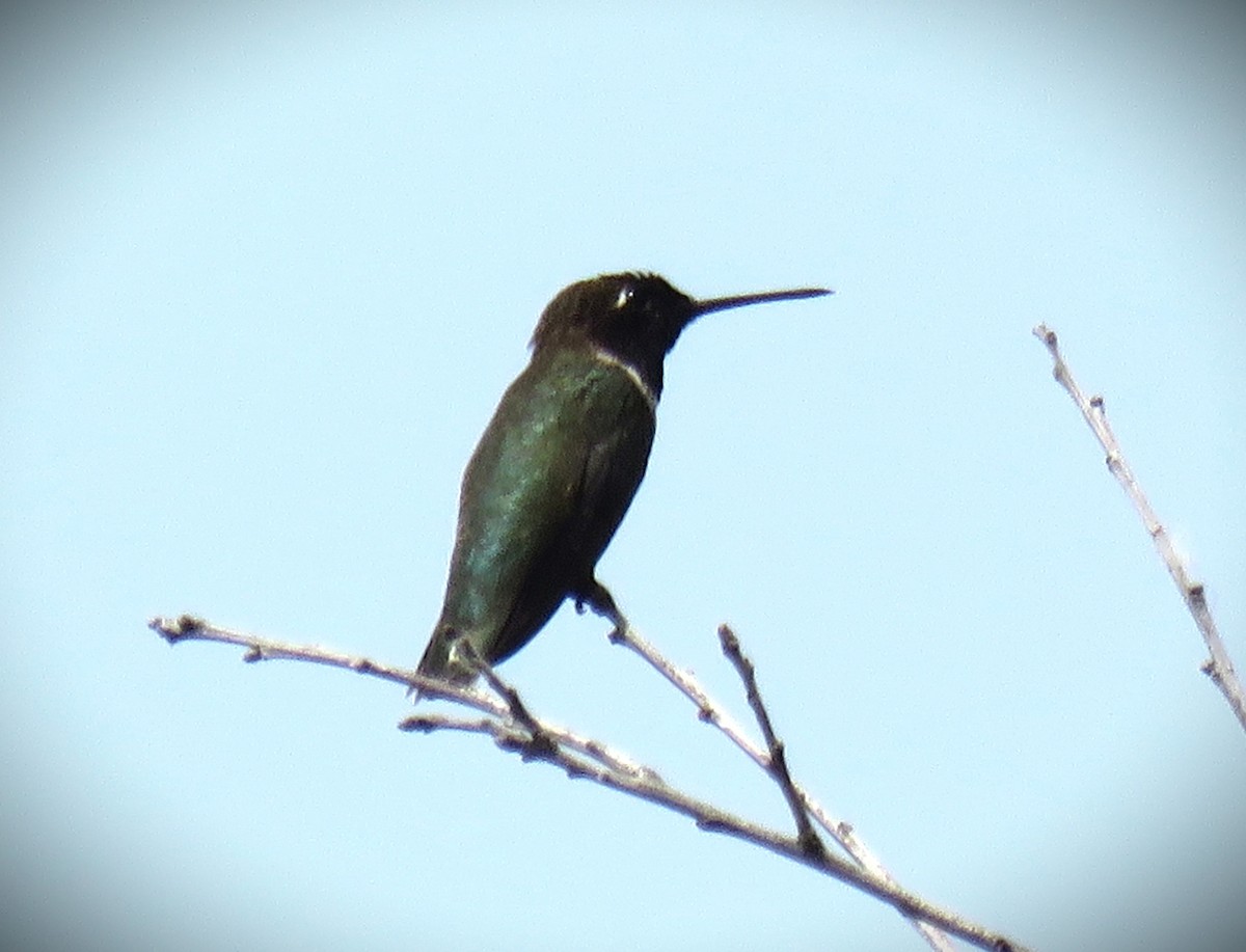 Black-chinned Hummingbird - ML620037355
