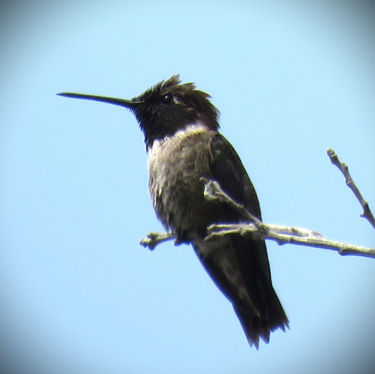 Black-chinned Hummingbird - ML620037358