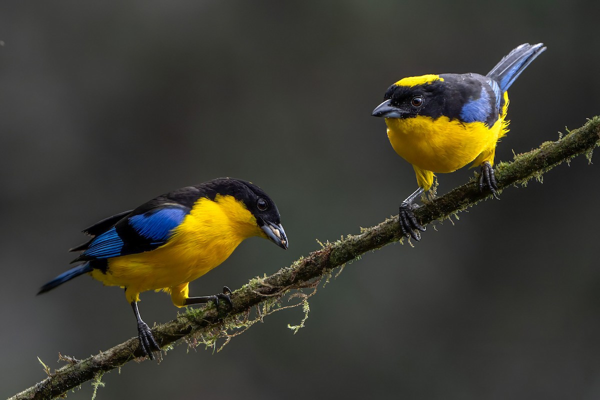 Blue-winged Mountain Tanager - ML620037370
