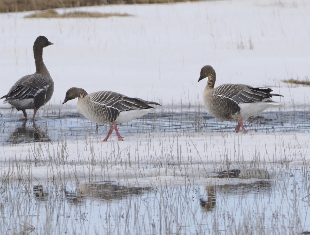 Pink-footed Goose - ML620037376