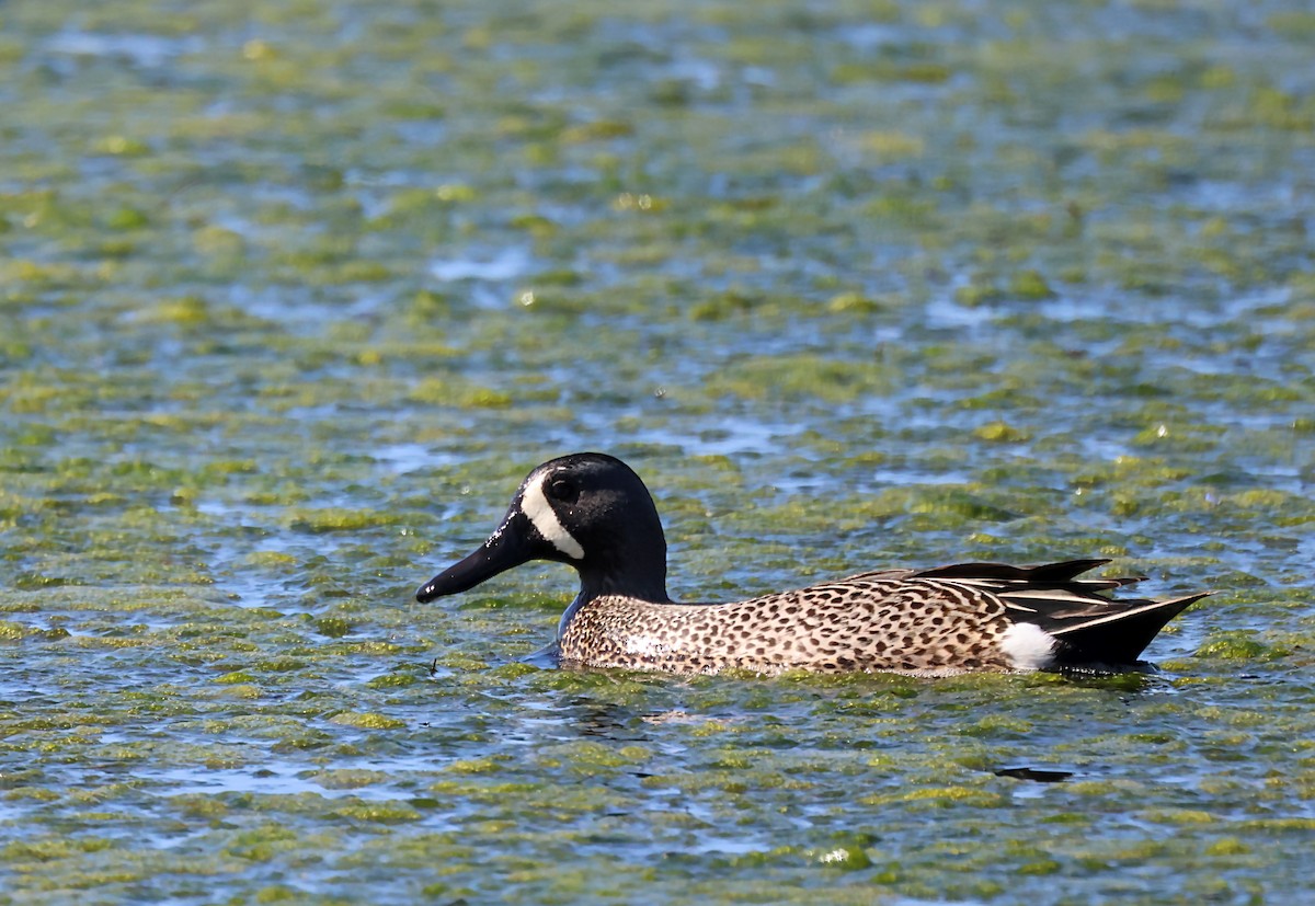 Blue-winged Teal - ML620037377