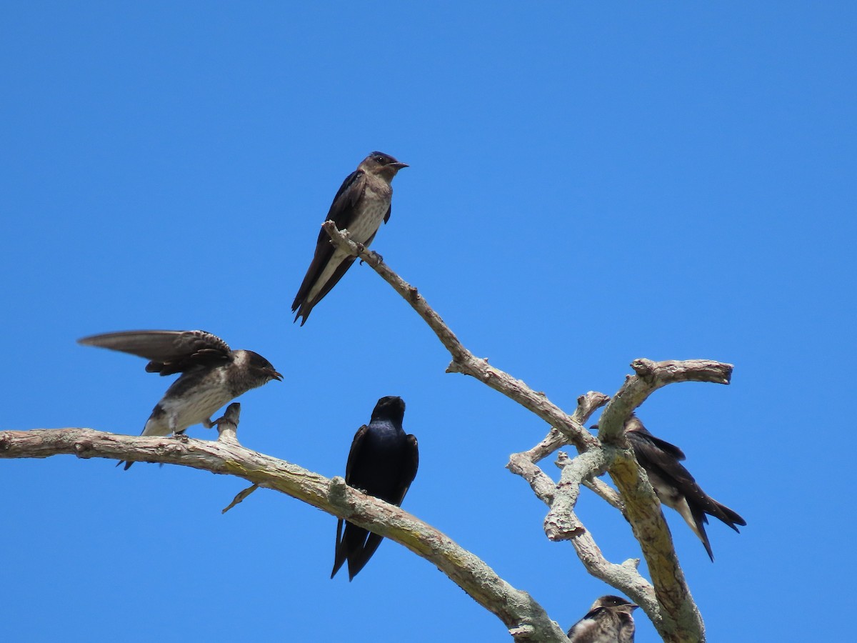 Golondrina Purpúrea - ML620037385